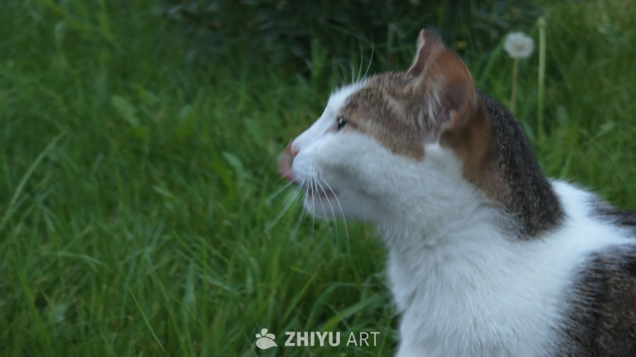 草丛里的猫咪