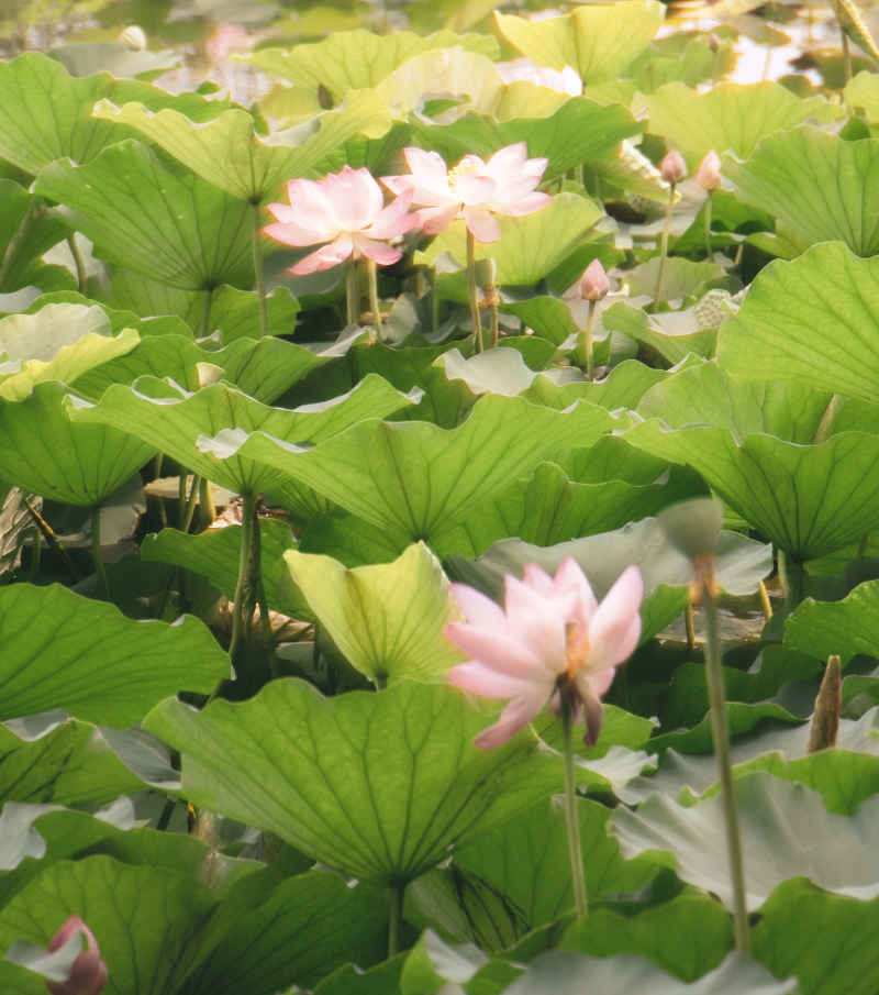 泮湖荷花