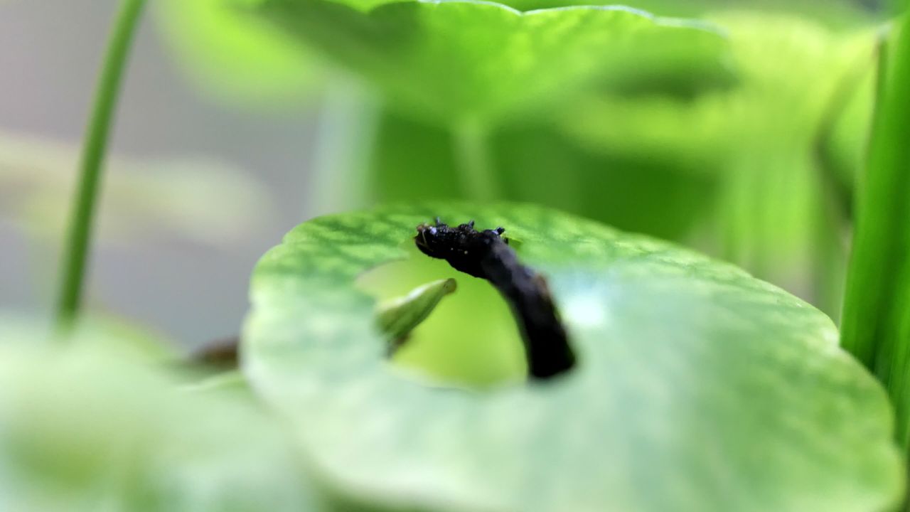 毛毛虫吃铜线草