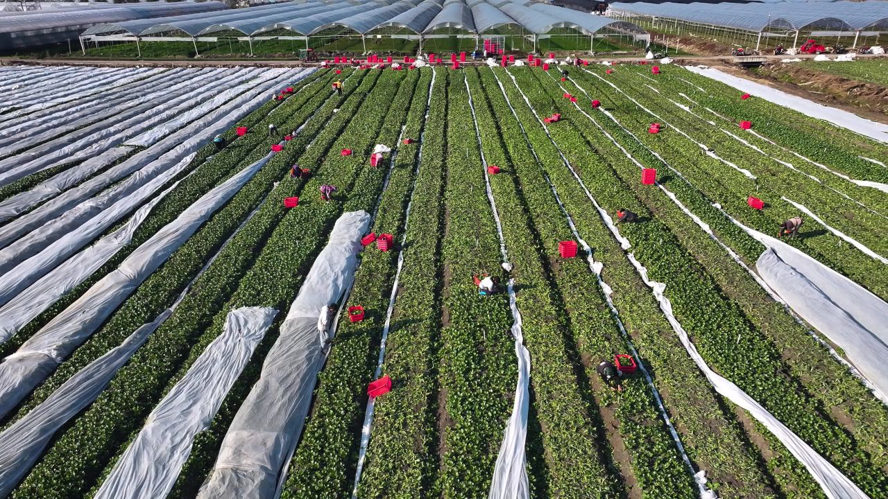 4k航拍蔬菜种植基地  蔬菜菜心采收