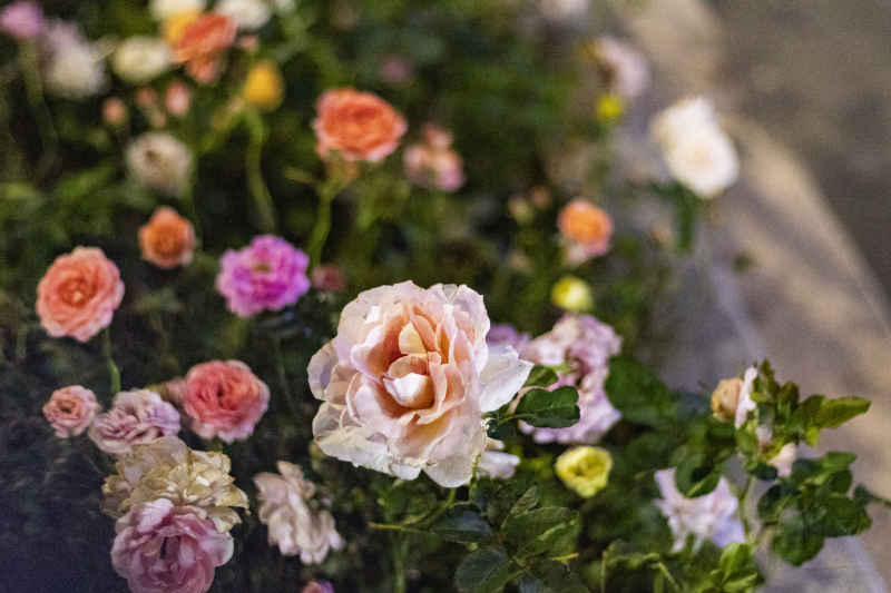 蔷薇花
