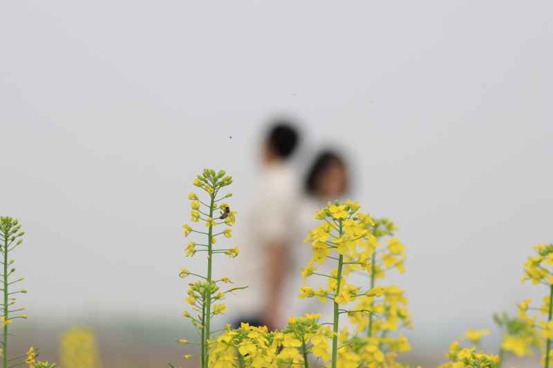 油菜花 1