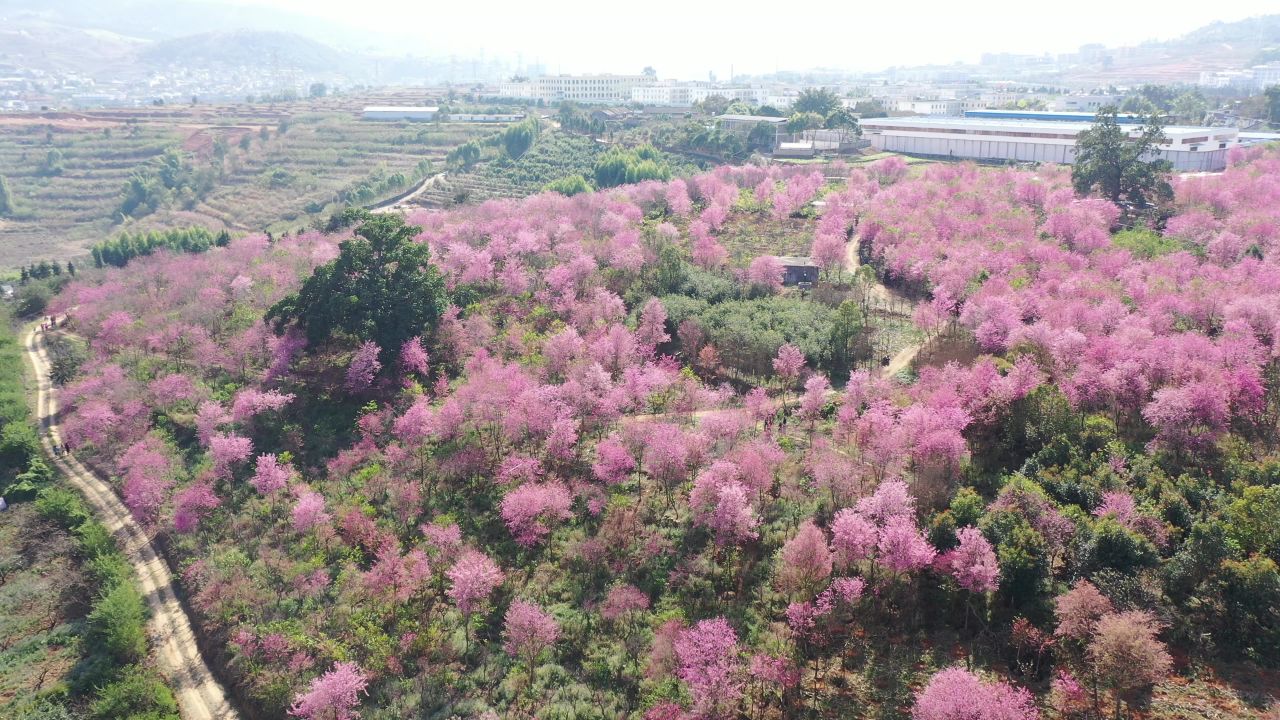 樱花航拍