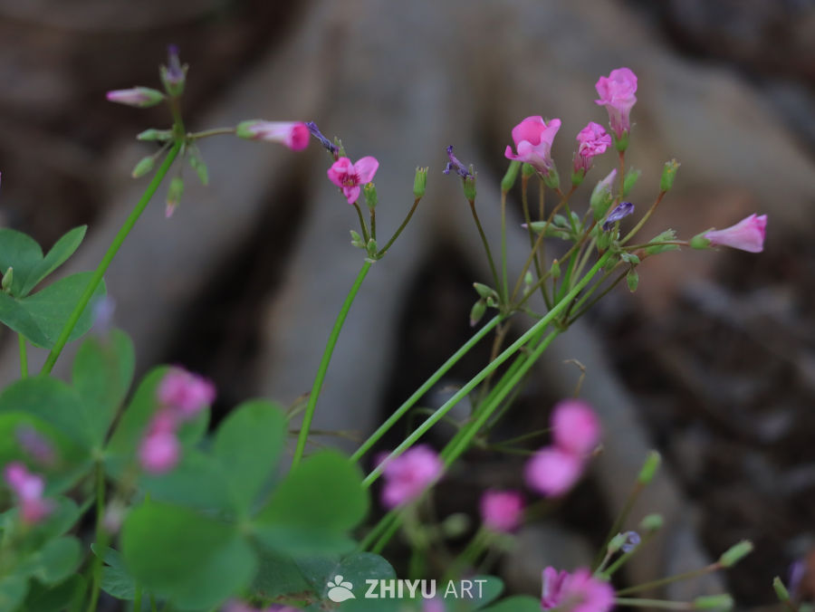 粉红小花与绿叶的和谐