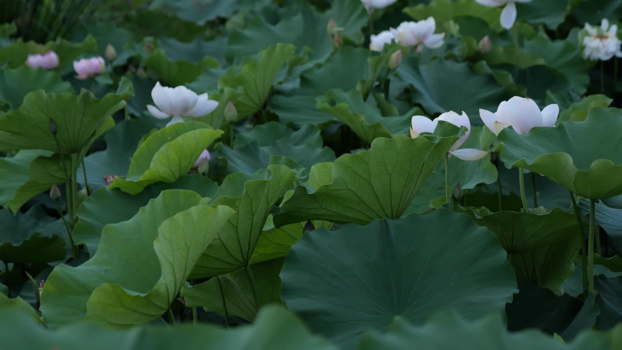 荷花 46