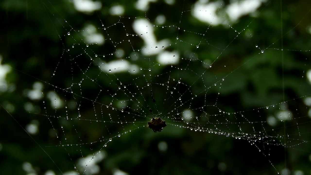 自然昆虫蜘蛛雨