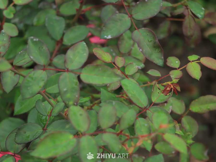 雨后绿叶的清新之美