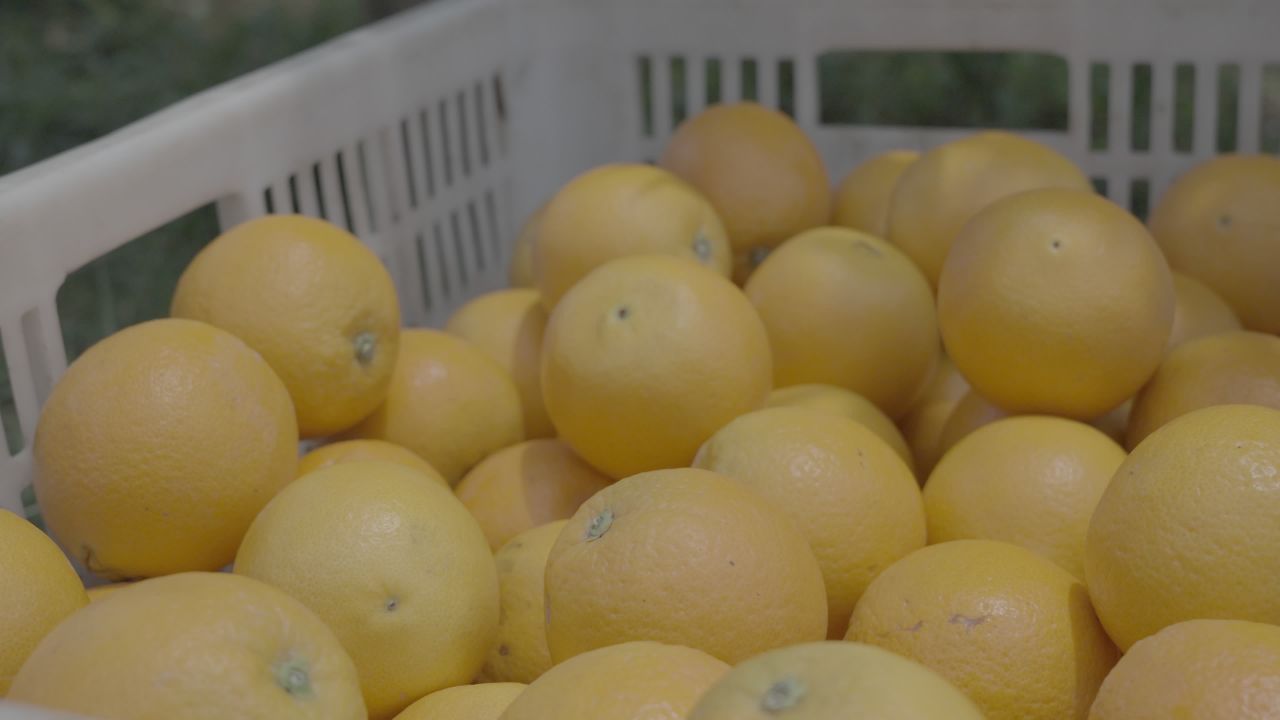 收获的橙子