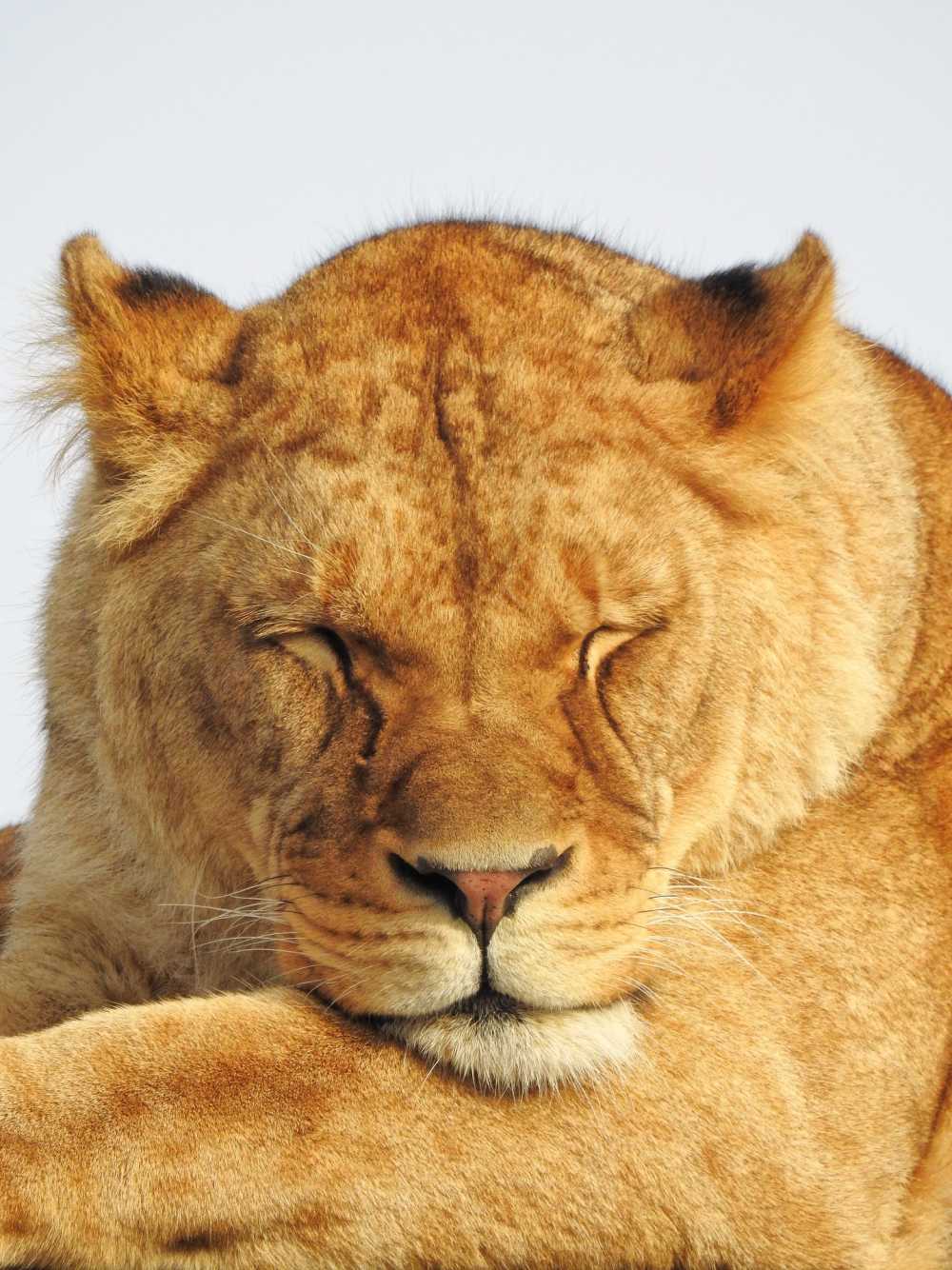 母狮狮子非洲野生
