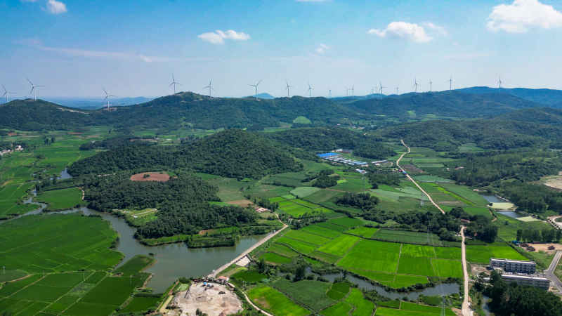 航拍绿油油杂交水稻