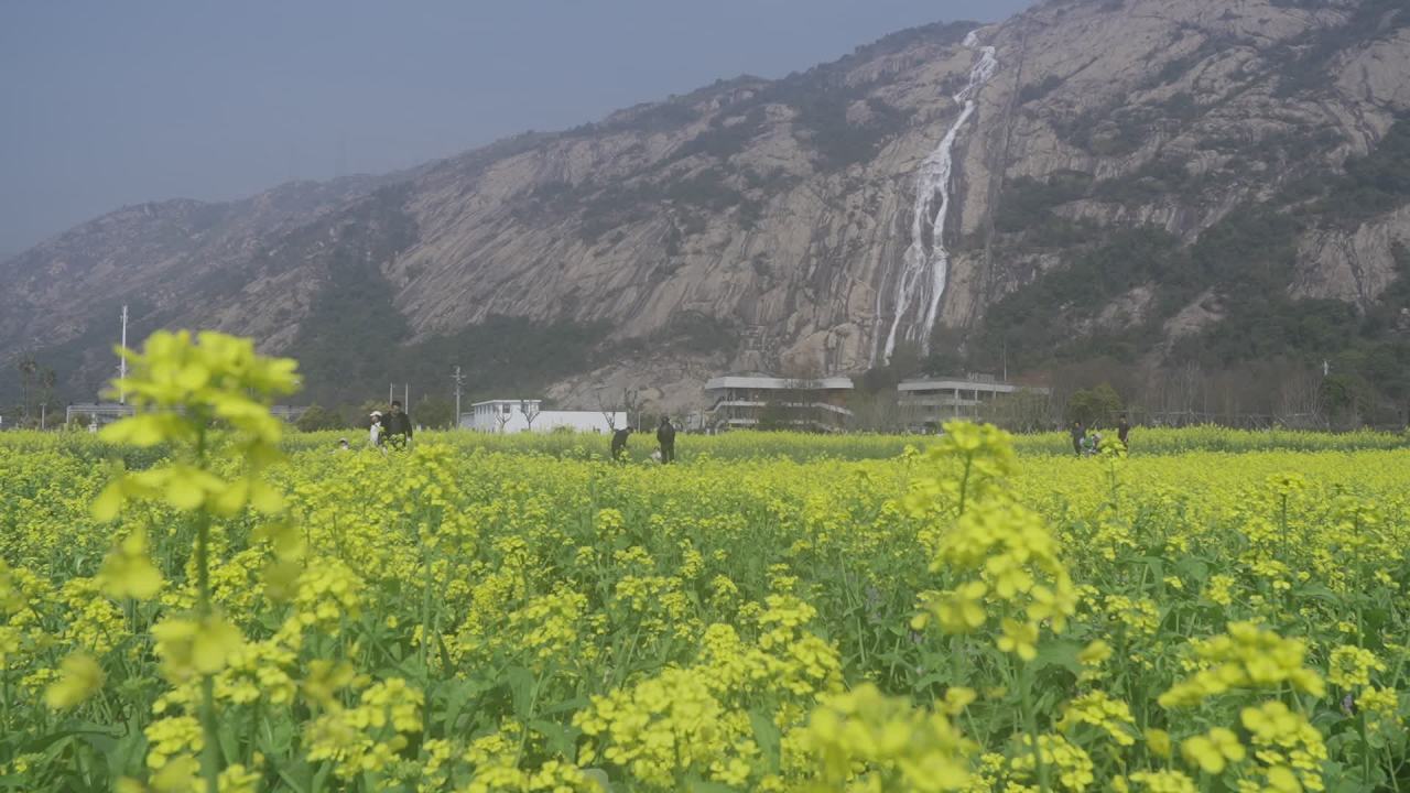 油菜花盛开 19