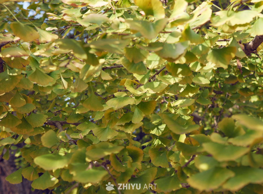 金黄银杏叶茂密枝叶特写