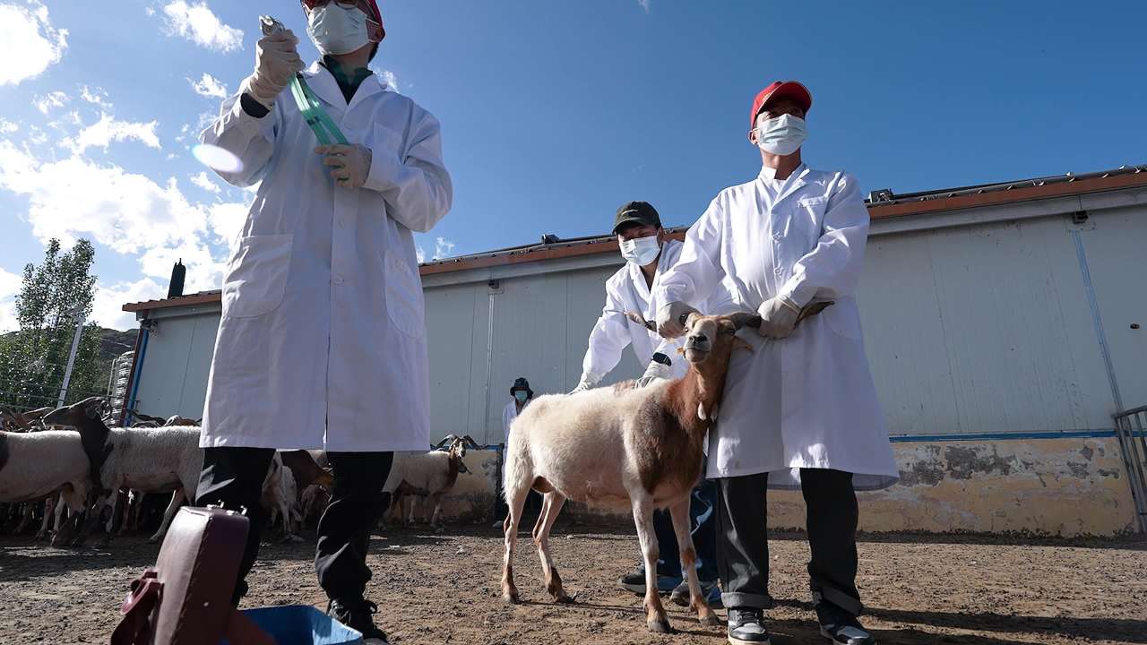 兽医团队给羊群做防疫