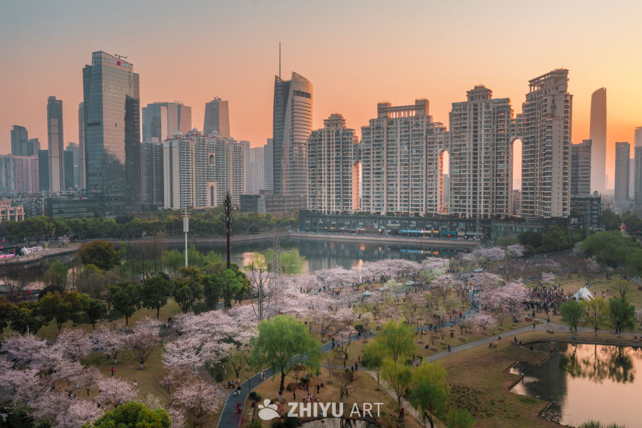 武汉西北湖公园樱花