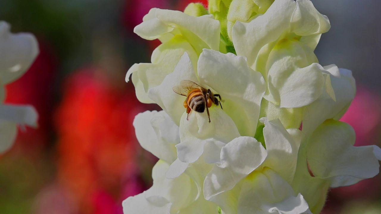 春暖花开蜜蜂采蜜 7