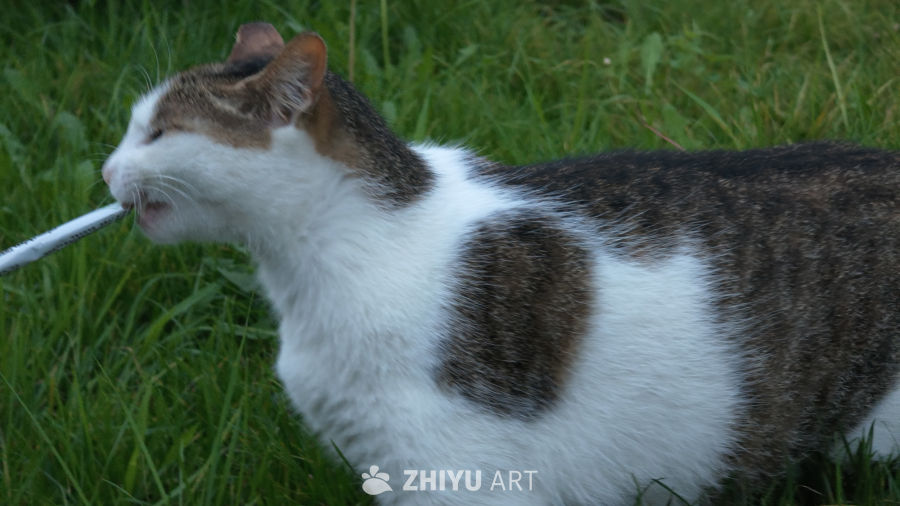 草丛里的猫咪