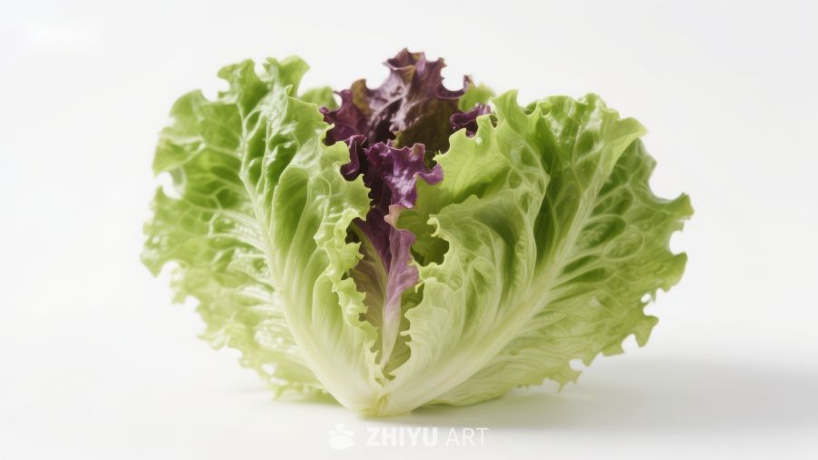 新鲜绿叶生菜特写
