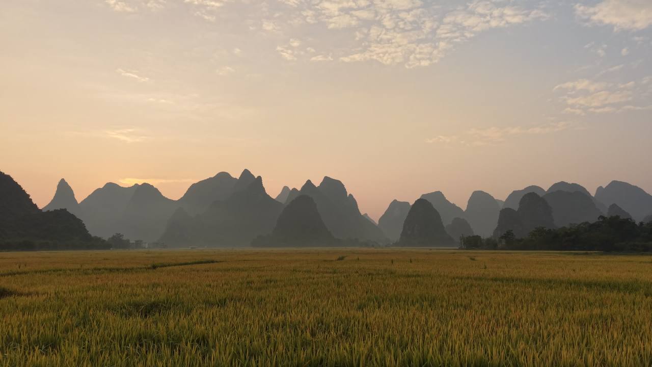 日出晨光穿透山脉穿梭整片稻穗金色的海洋丨桂林