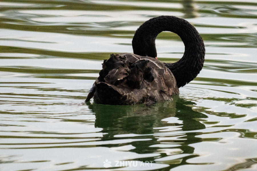 黑天鹅静憩水面
