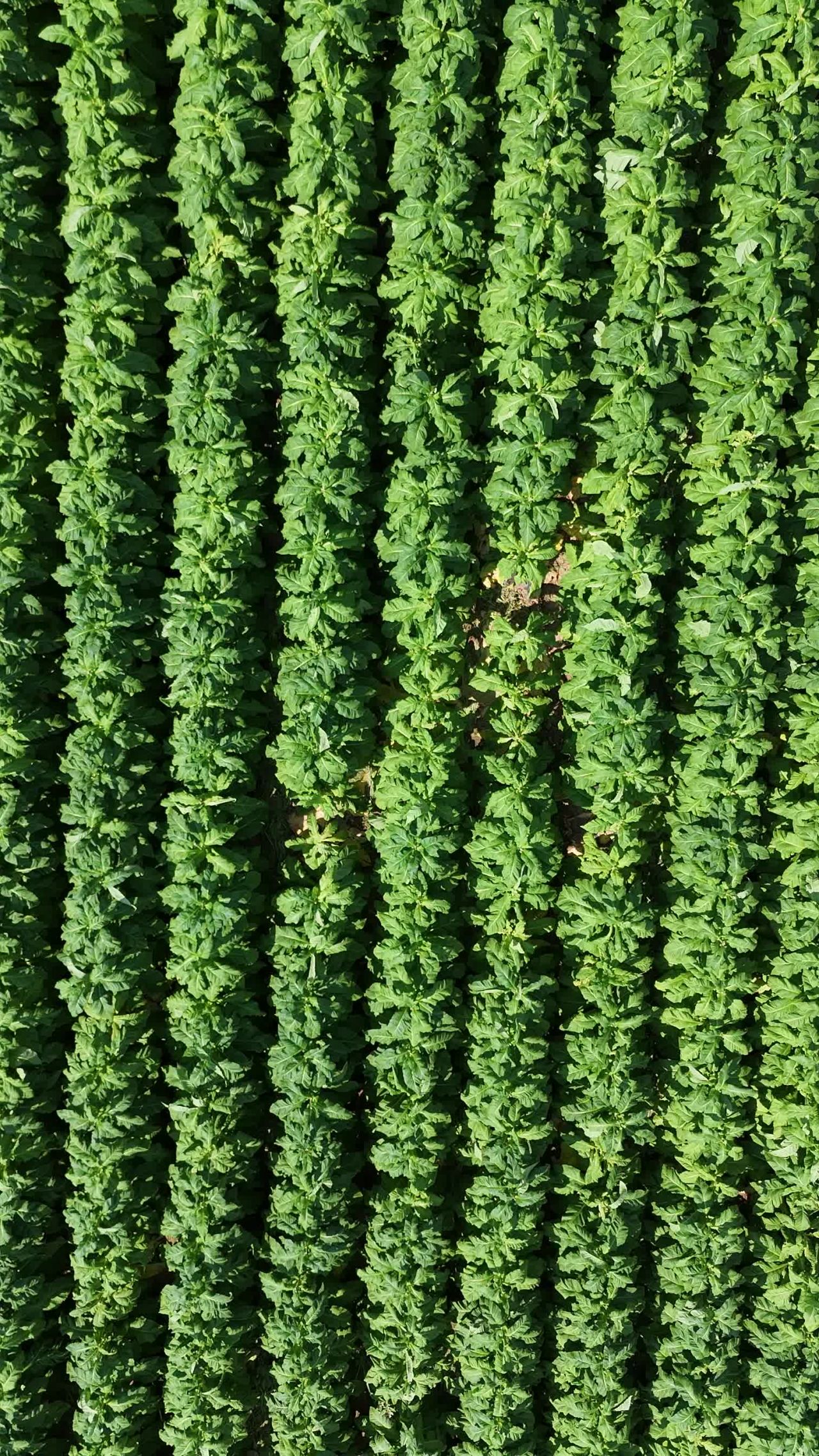 绿意盎然的农田