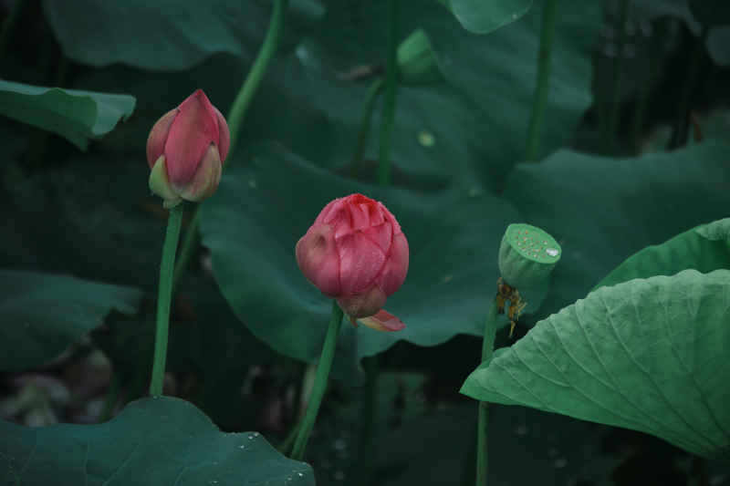 荷花 10