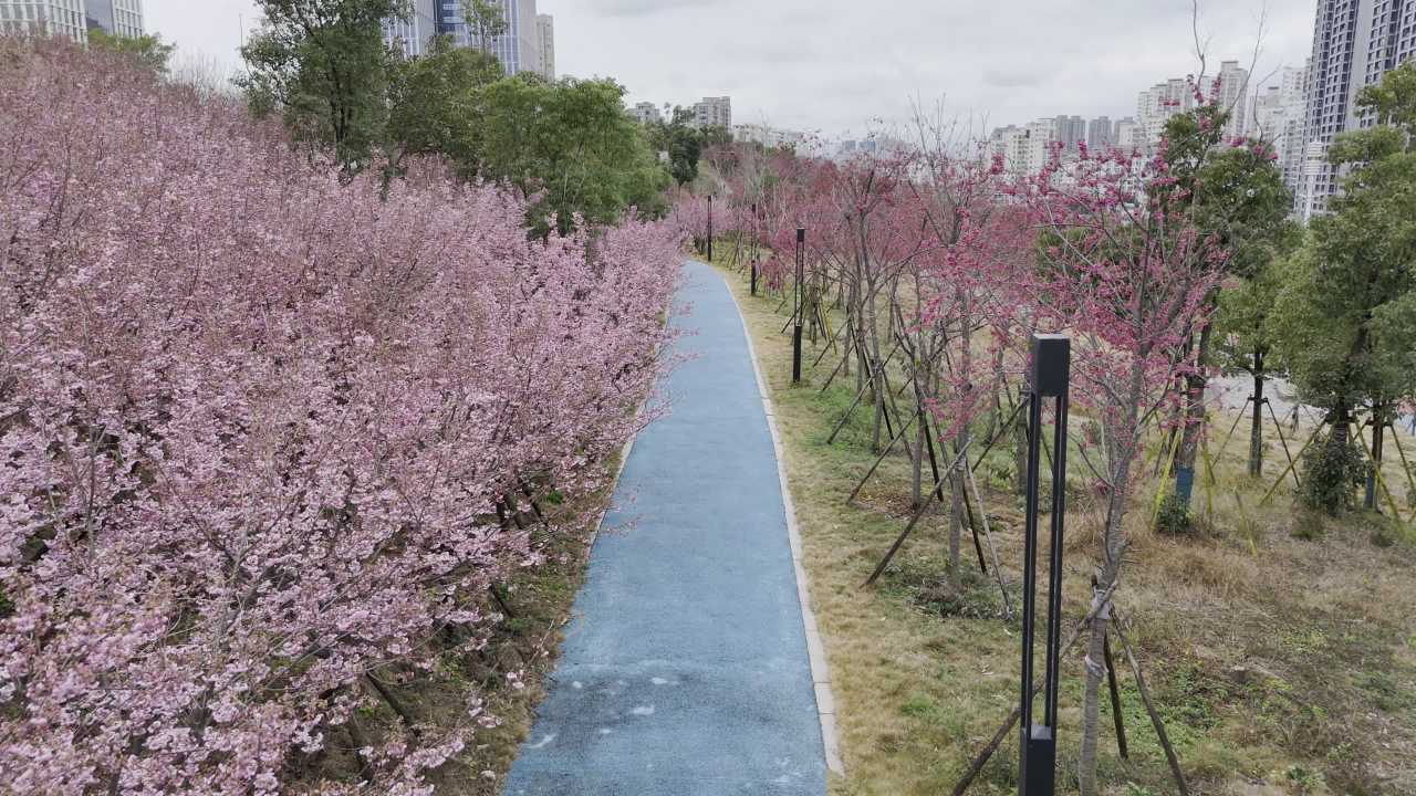 樱花盛开的步道