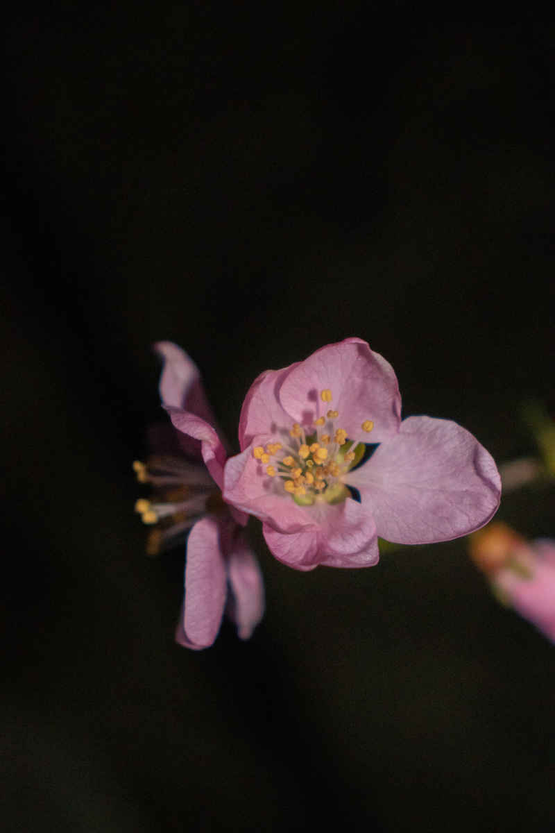 芳菲璇玑