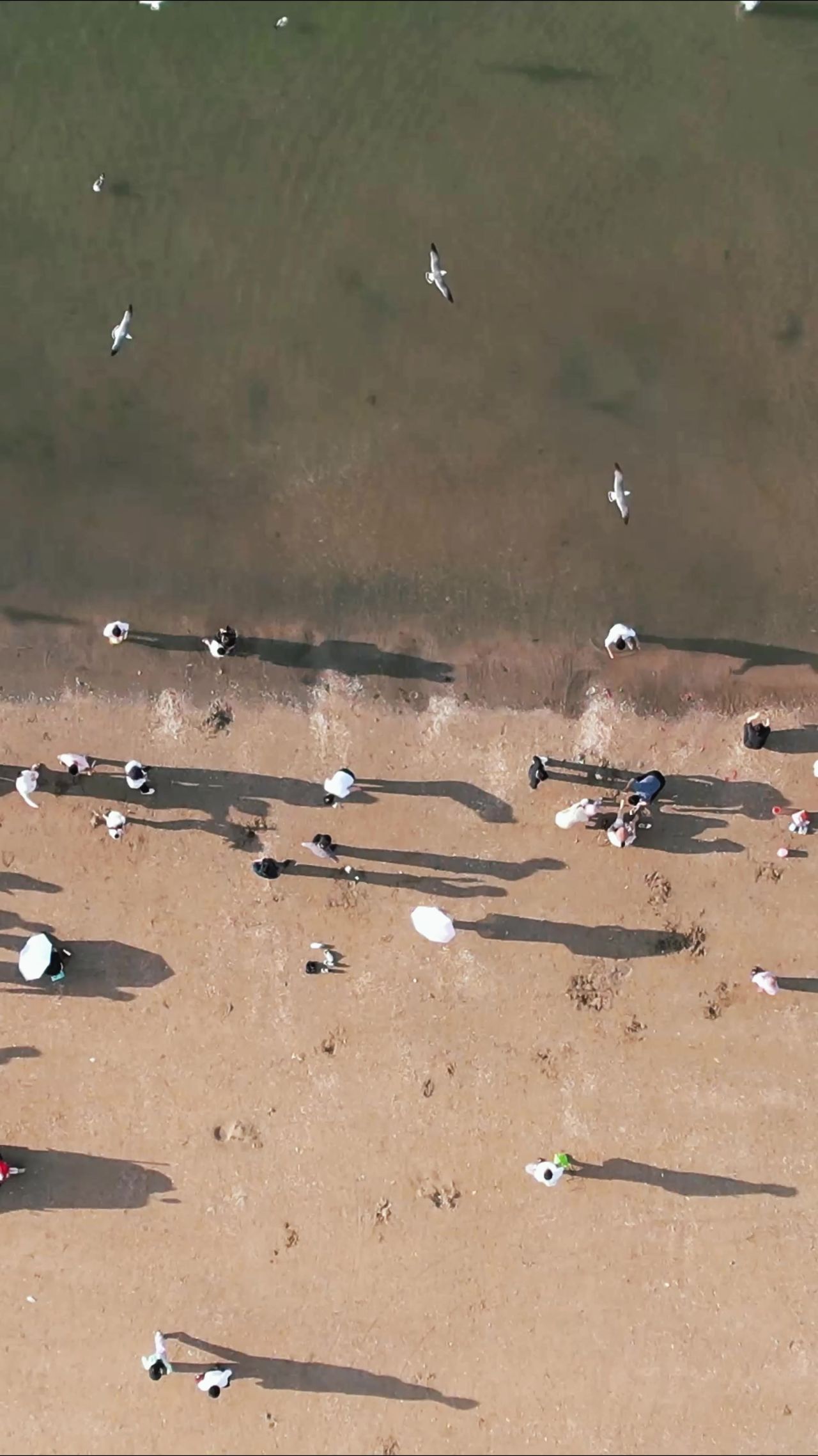 俯拍大海海浪沙滩海鸥竖屏  