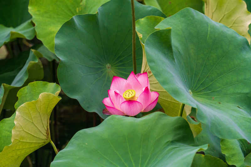 苏州荷花 1