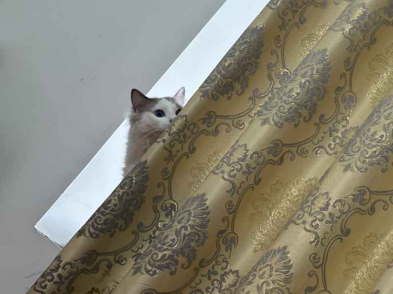可爱的猫猫，谁能抗拒呢 17