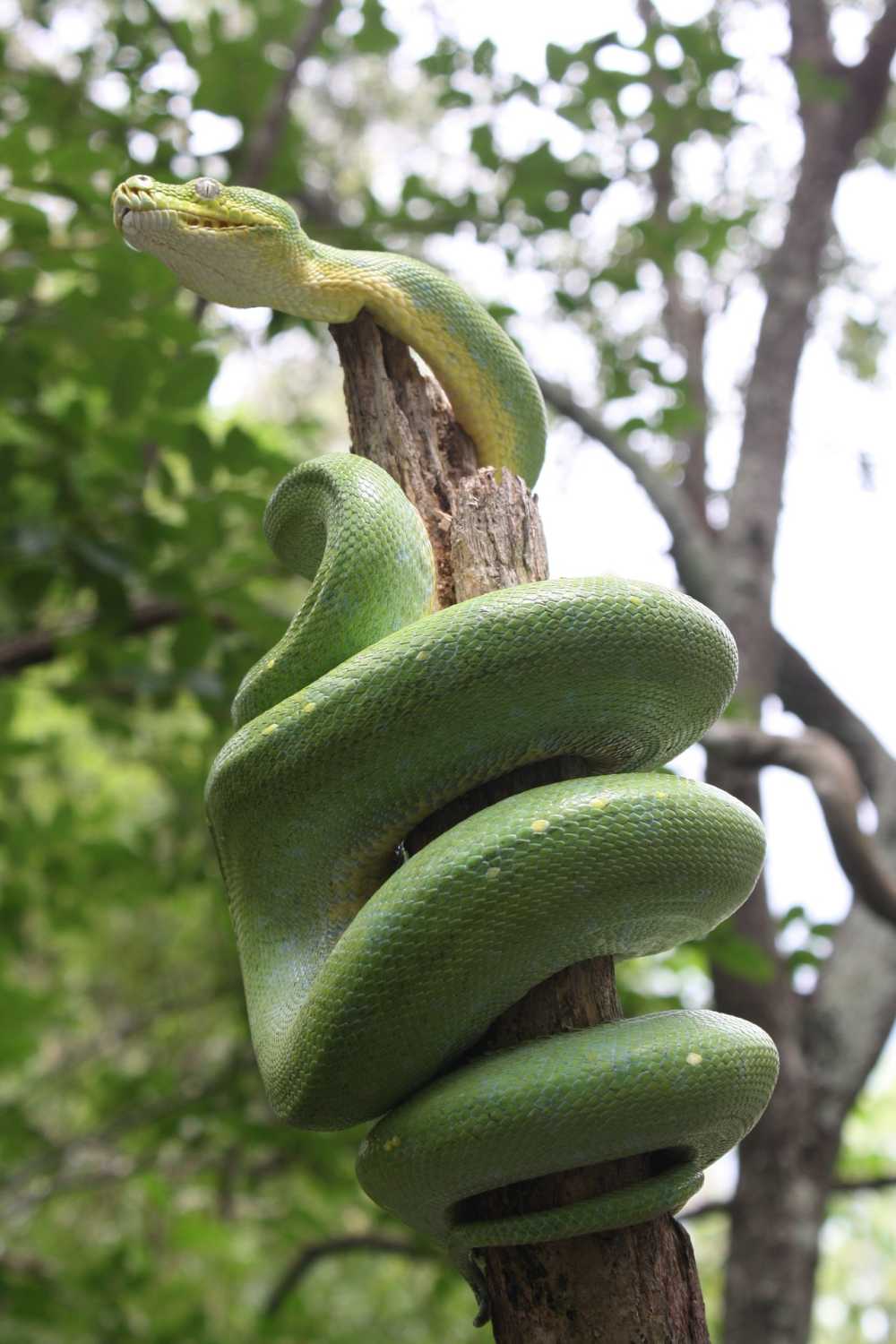 绿树蛇蜥蜴蛇