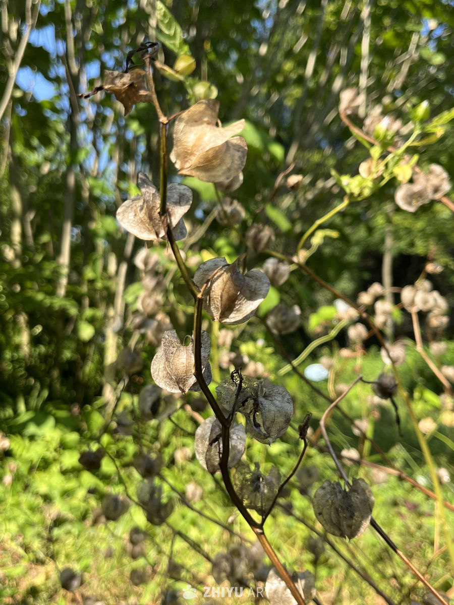 秋日干果挂枝头
