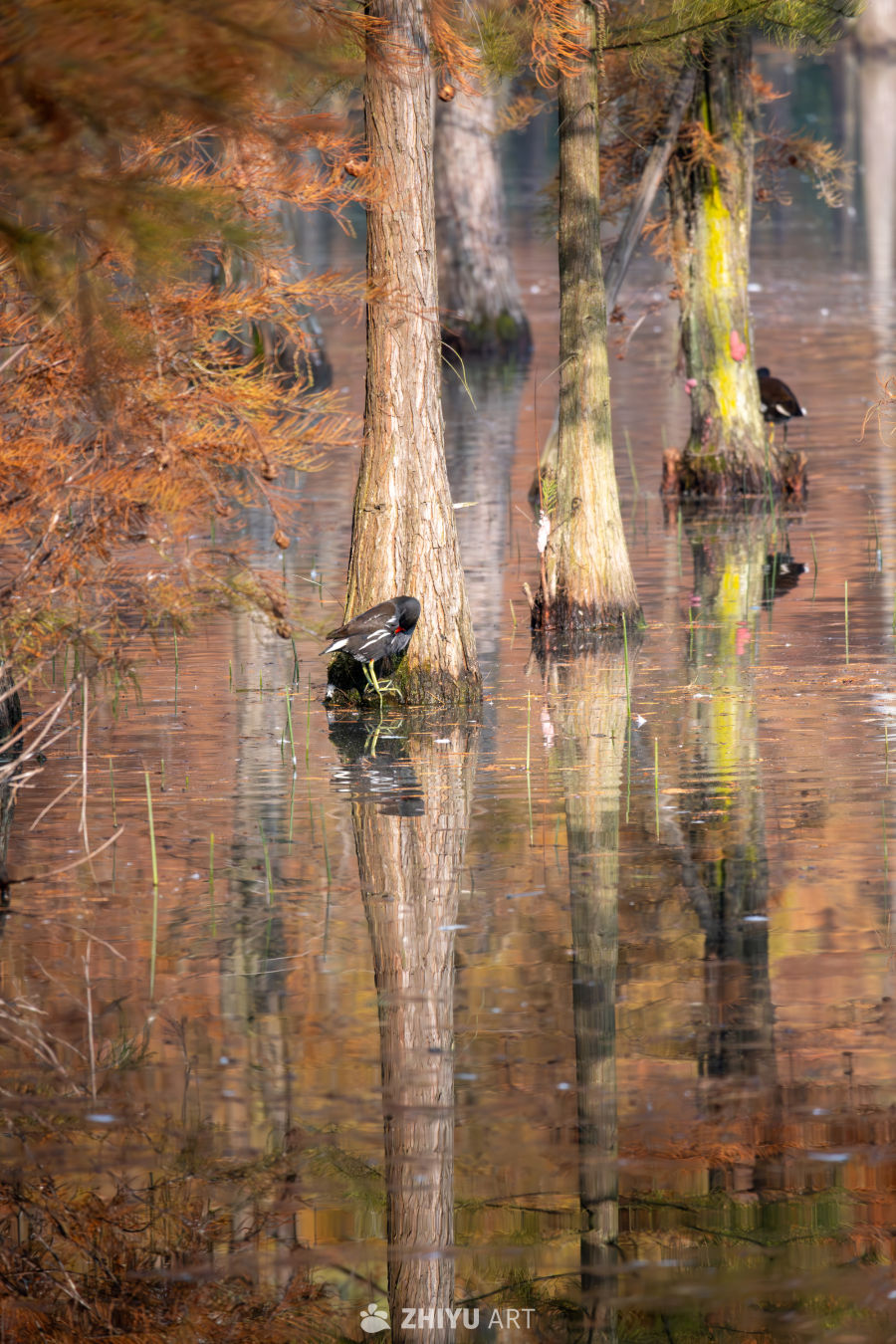 秋季的黑水鸡站在树桩上