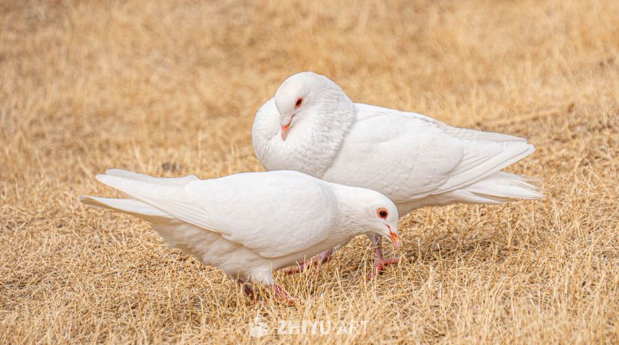 鸽子 9