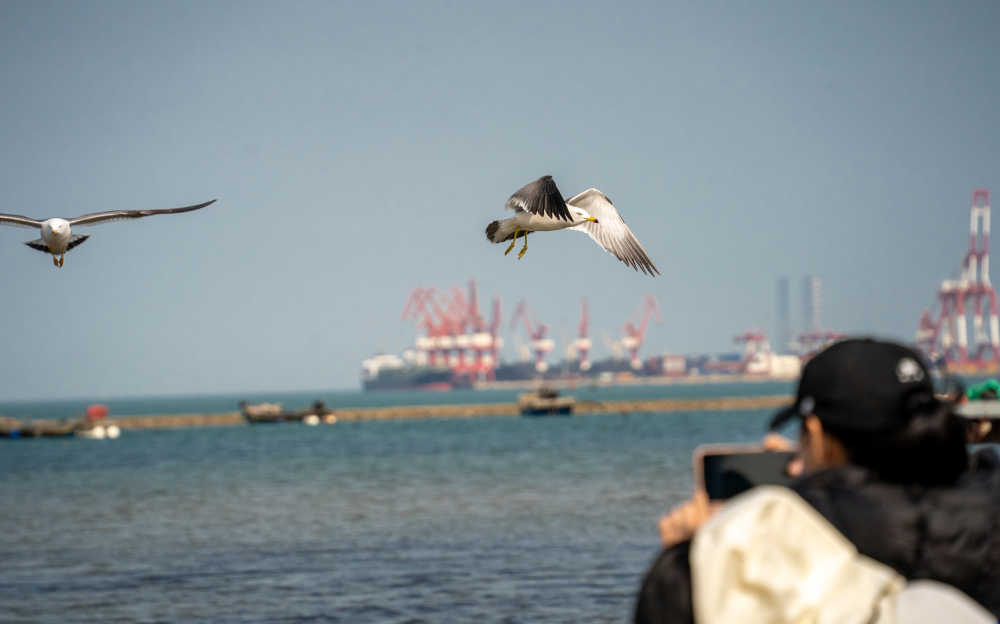海鸥与游客