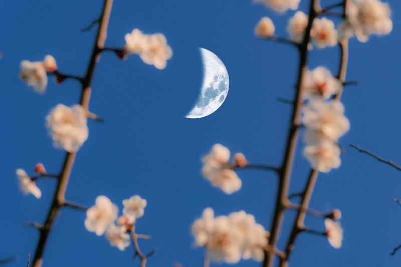 花中月