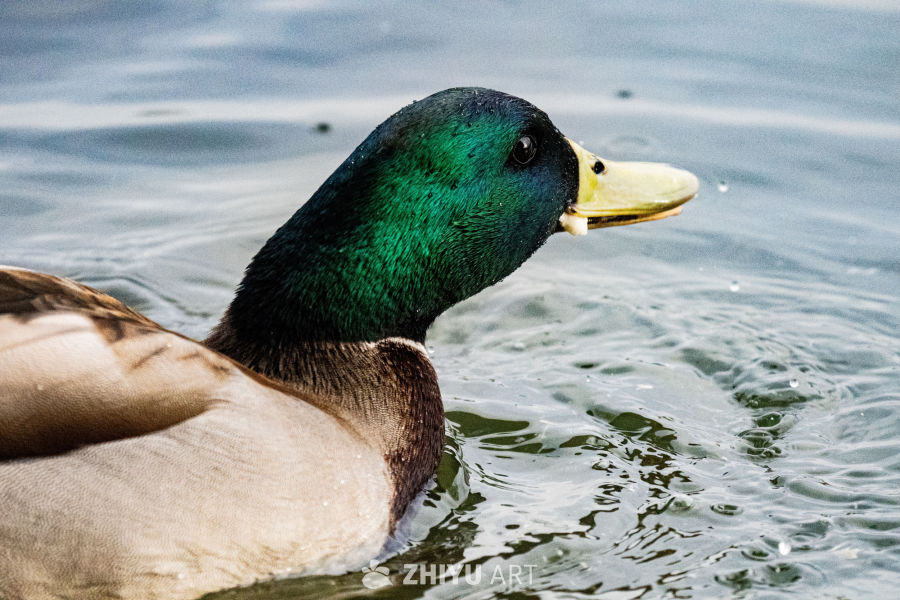 绿头野鸭水面特写