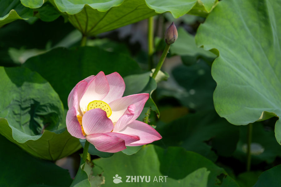 荷花 173