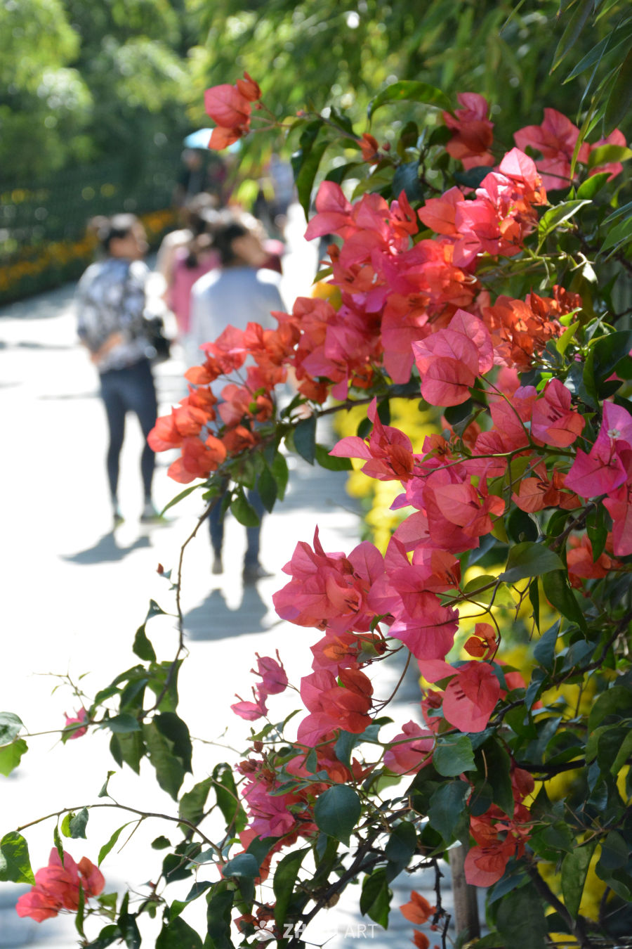 叶子花