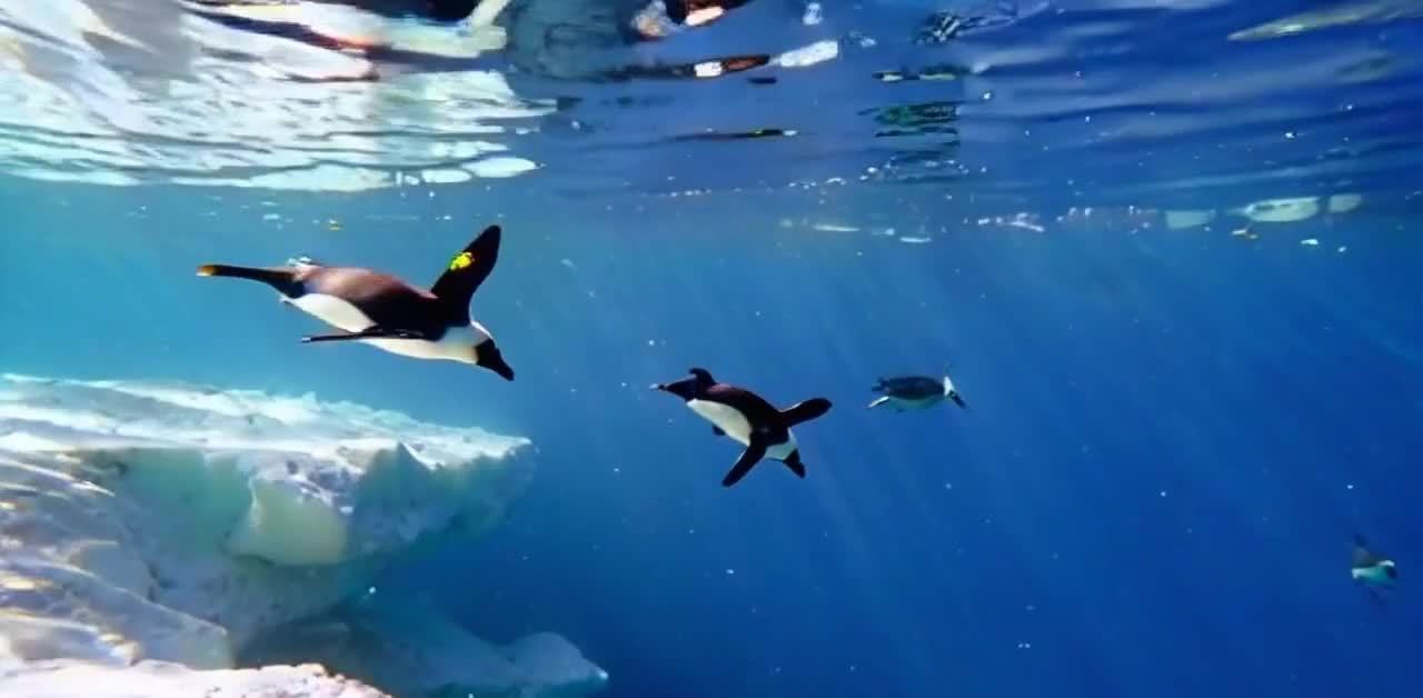 企鹅在水下游泳，周围是清澈的海水。水中可见冰山的倒