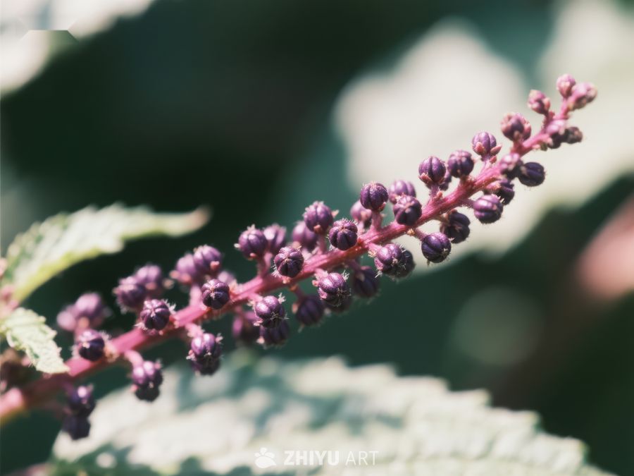 紫色花穗的特写 714