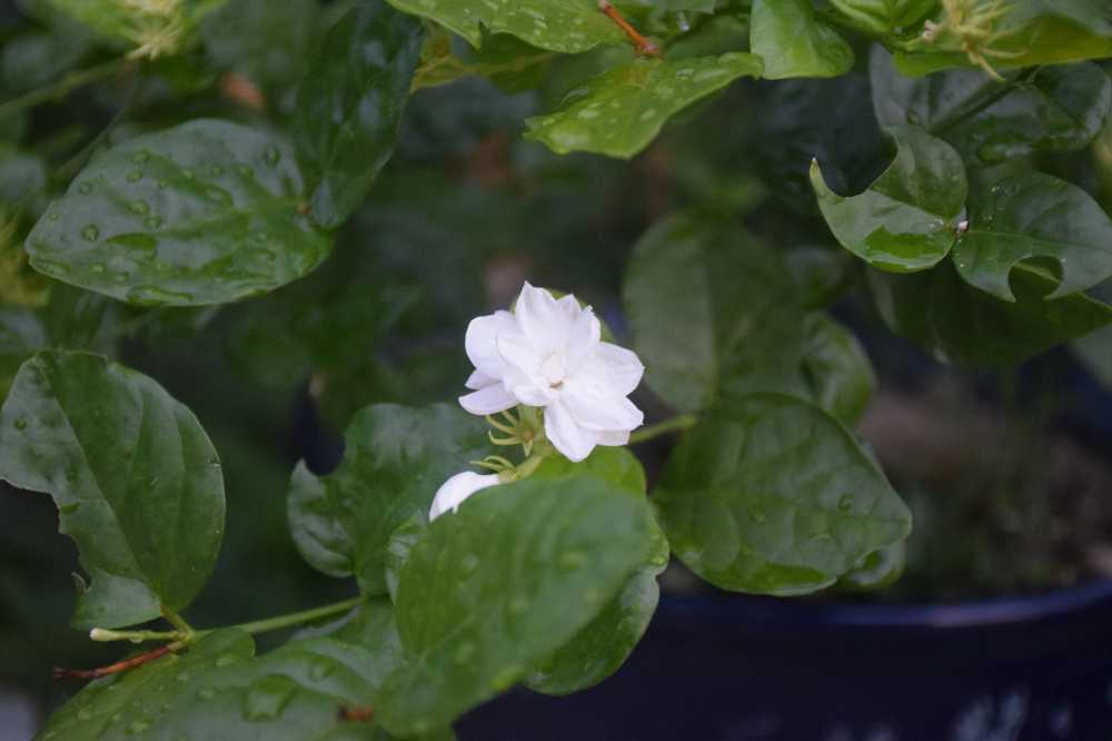 茉莉之花