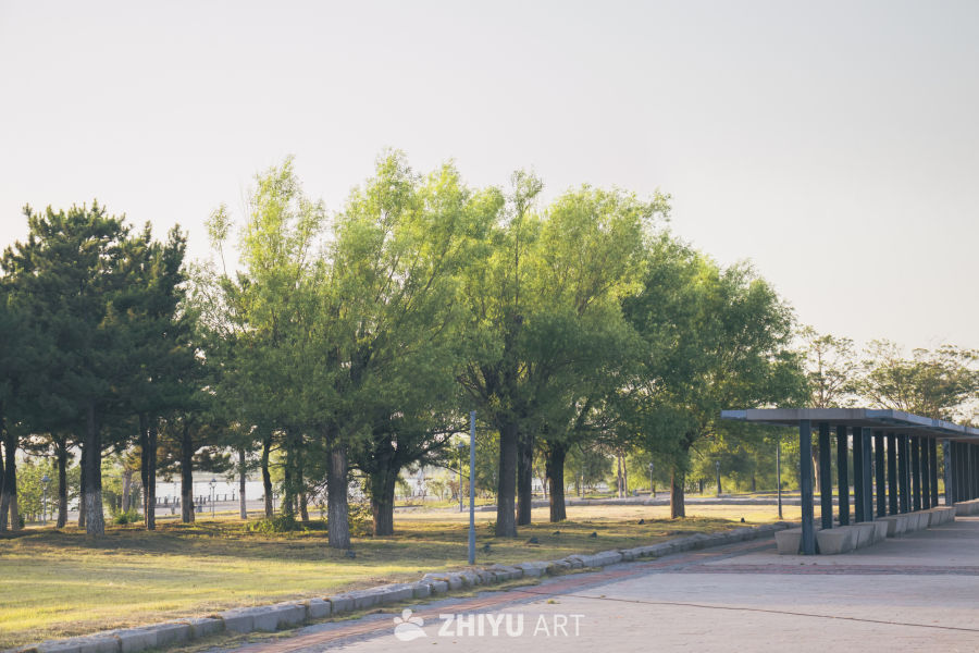 公园晨景：绿树成荫，长廊静谧