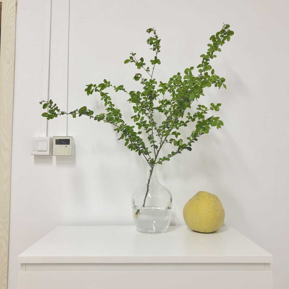 植物