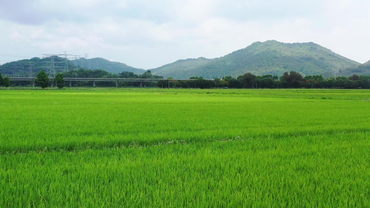天空绿色健康稻田