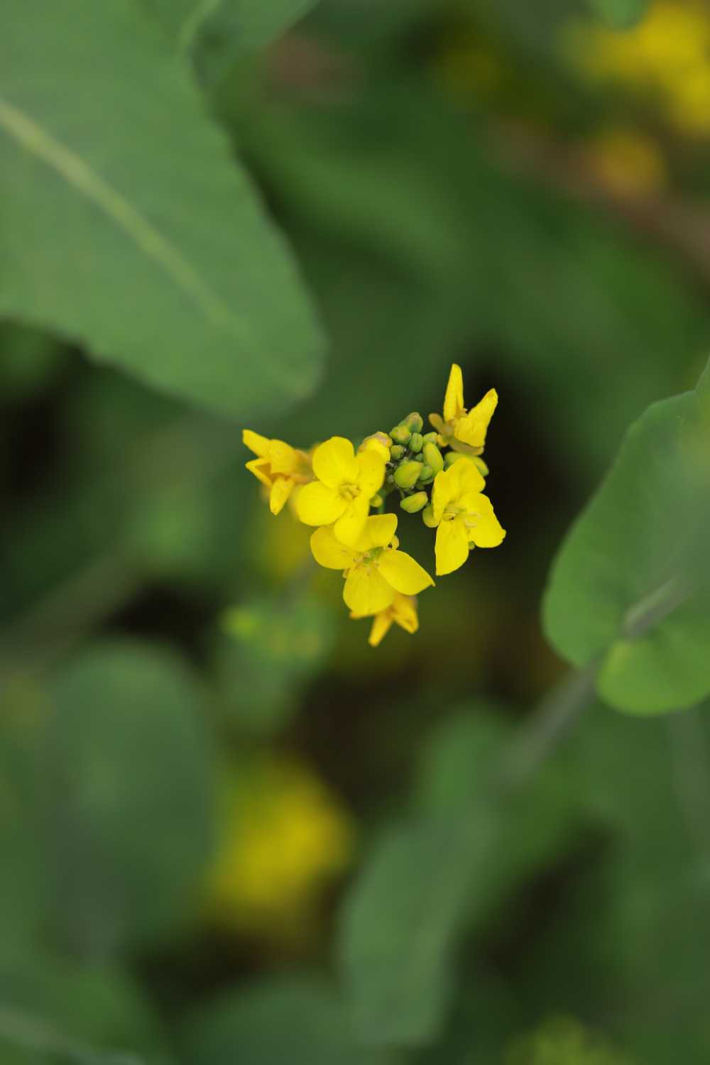 油菜花