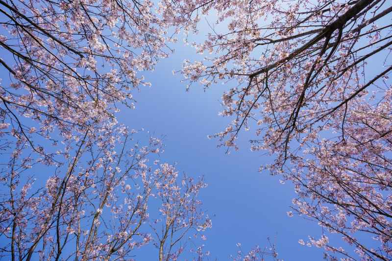 樱花 17