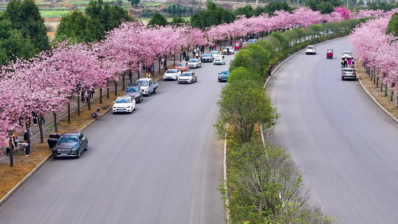 4k航拍春天樱花盛开  樱花大道