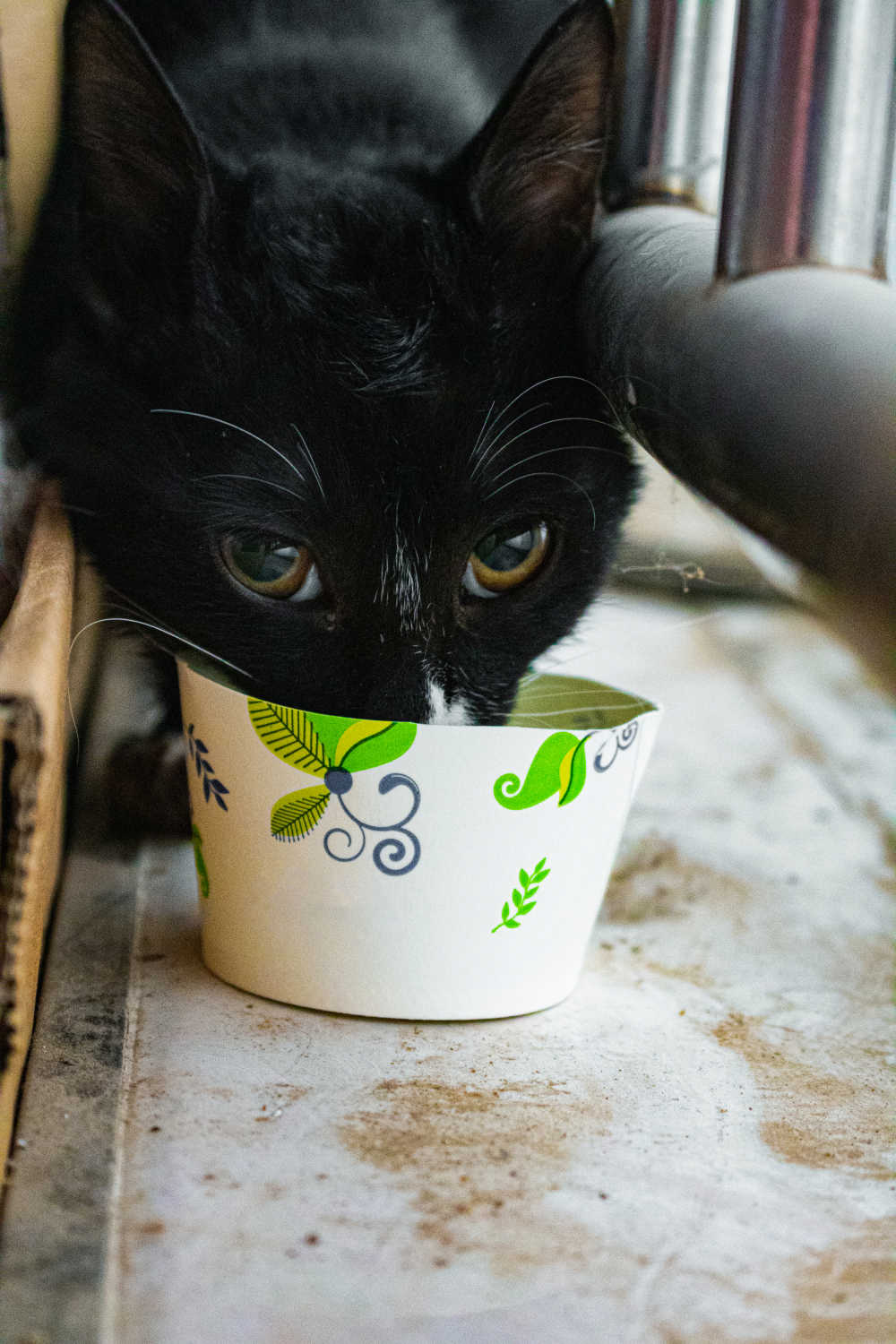 宠物猫日常