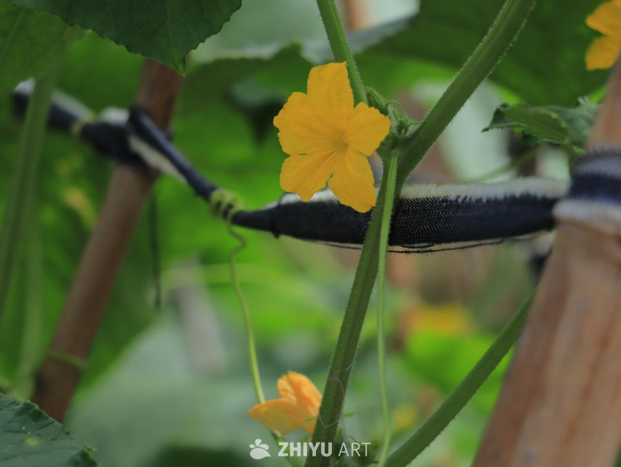黄瓜花盛开的田园风光